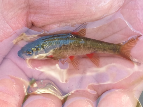 Plump redfin (Pseudobarbus asper) — Cyprinidae — 2