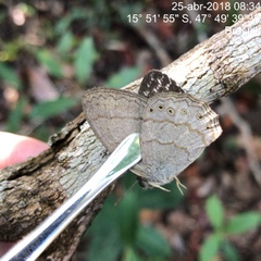 Paryphthimoides poltys