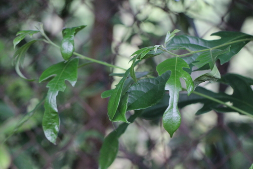Image of Silver-Back Artocarpus (Artocarpus hypargyreus) by no rights reserved