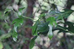Artocarpus hypargyreus