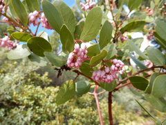 Arctostaphylos patula
