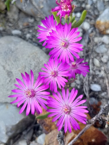 Image of Drosanthemum asperulum by (c) kevin koen, some rights reserved (CC BY-SA)