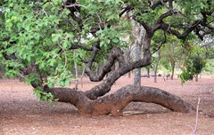 Caryocar brasiliense