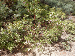 Arctostaphylos patula