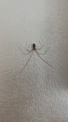 Pholcus phalangioides