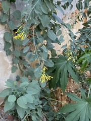 Nicotiana glauca