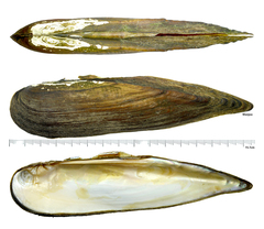 Lanceolaria acrorrhyncha