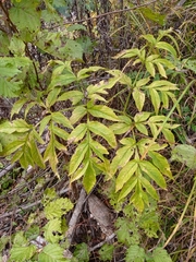 Angelica dahurica