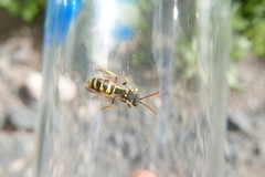 Nomada