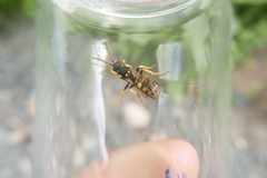 Nomada