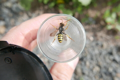 Nomada