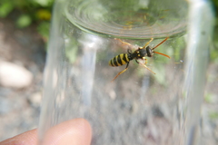 Nomada