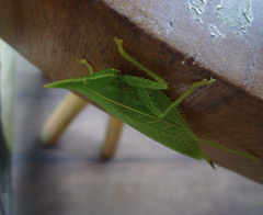Acantheremus