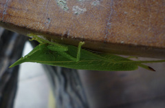 Acantheremus