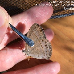 Nhambikuara cerradensis