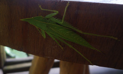 Acantheremus