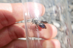 Andrena agilissima