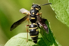 Parancistrocerus salcularis
