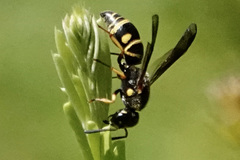 Parancistrocerus salcularis