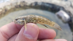 Bathygobius antilliensis