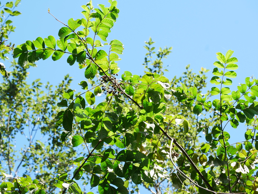 吴茱萸