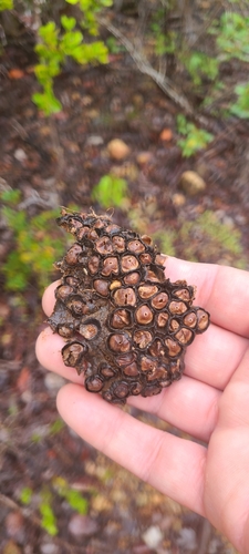 Diplocystis wrightii
