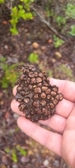 Diplocystis wrightii