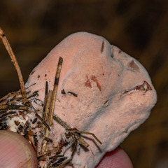 Hypomyces cervinigenus