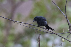 Dicrurus adsimilis fugax