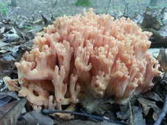 Ramaria formosa