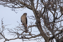 Micronisus gabar gabar