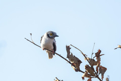Prionops plumatus poliocephalus