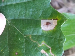 Phyllonorycter basistrigella