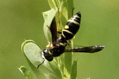 Parancistrocerus salcularis