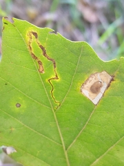 Phyllonorycter basistrigella