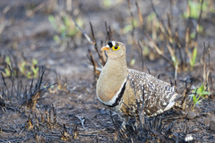 Pterocles bicinctus multicolor