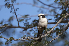 Southern White-Crowned Shrike photo 2