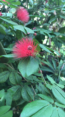 Calliandra tergemina emarginata
