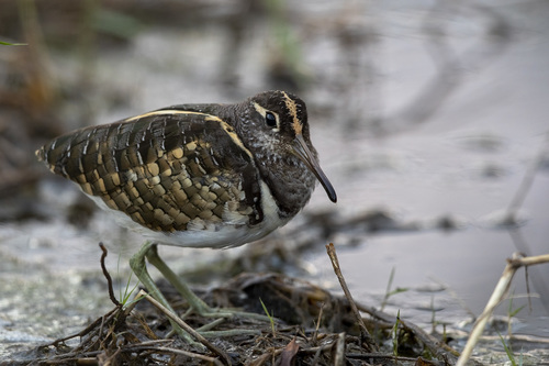 Greater Painted-Snipe