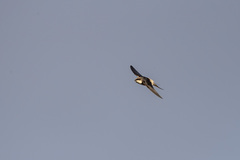 Pseudhirundo griseopyga