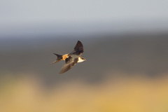 Cecropis senegalensis