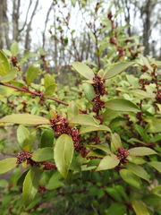 Maytenus magellanica