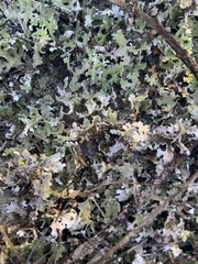 Cladonia prostrata