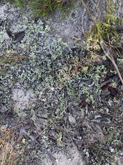 Cladonia prostrata