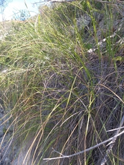 Pentameris eriostoma