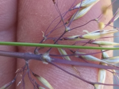 Pentameris eriostoma