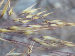 Pentameris eriostoma