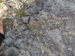 Pentameris eriostoma