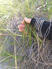 Pentameris eriostoma