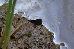 Atrocalopteryx atrata